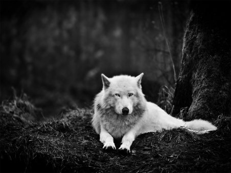 darkness-eyes-wolf-forest-animals-white